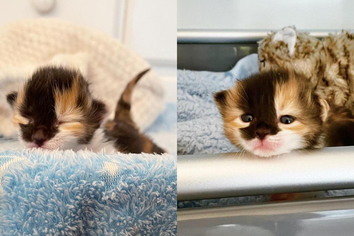 Kitten Opens Her Eyes for the First Time After Being Found Outside at 2 Days Old with Her Littermates