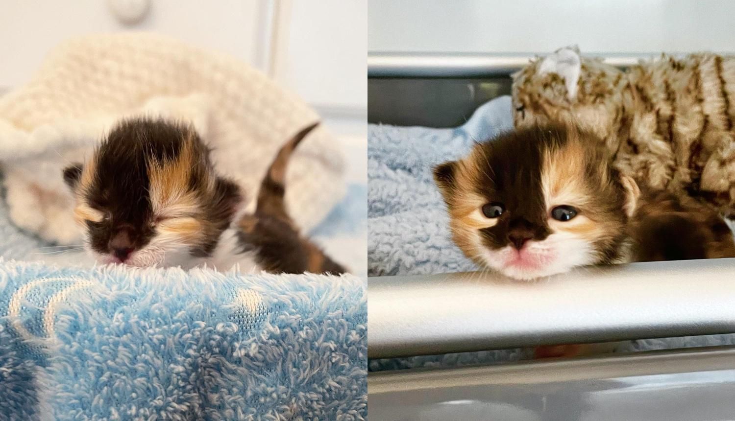 Kitten Opens Her Eyes for the First Time After Being Found Outside at 2