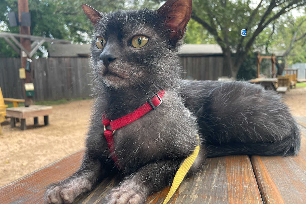 Chupie the cat: Austin's famous chupacabra just 'doesn't give a meow'