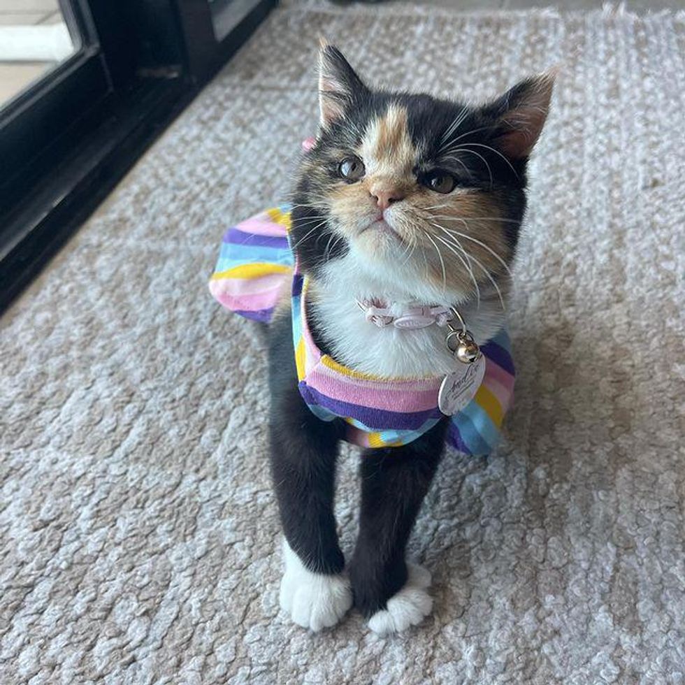 persian calico cat in dress