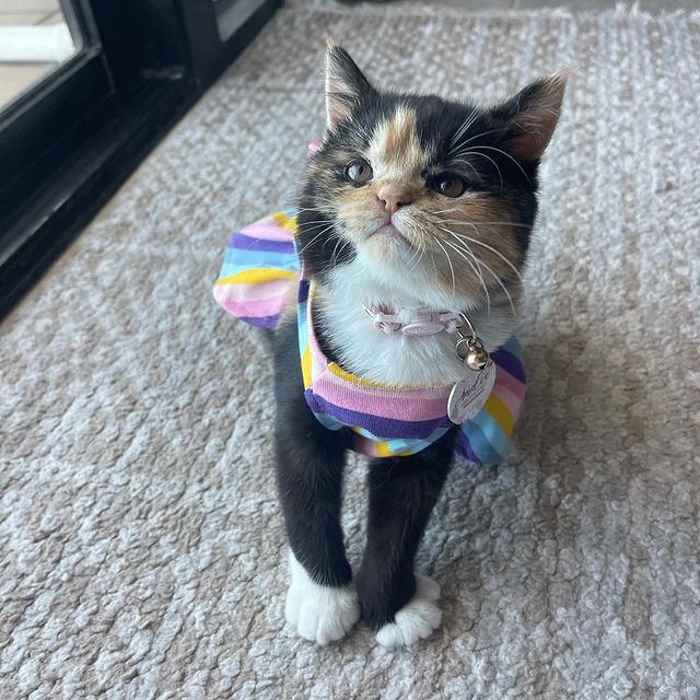 persian calico cat in dress