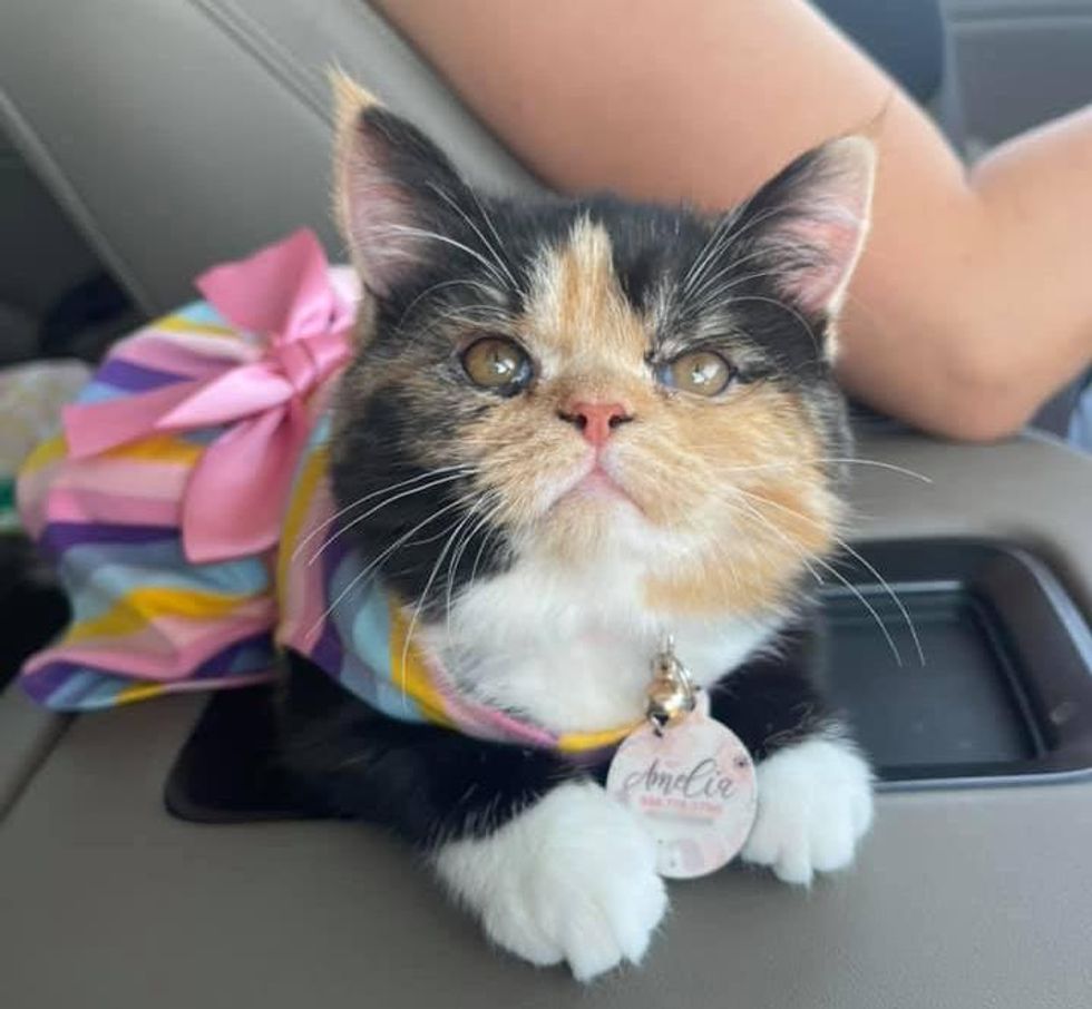 calico princess cat