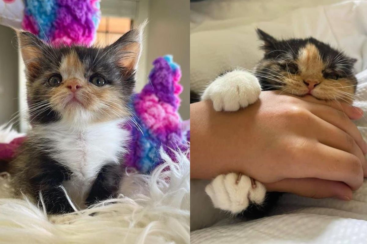 Kitten Overcomes Many Obstacles Since Birth and Transforms from Tiniest Wonder to Happiest Cat