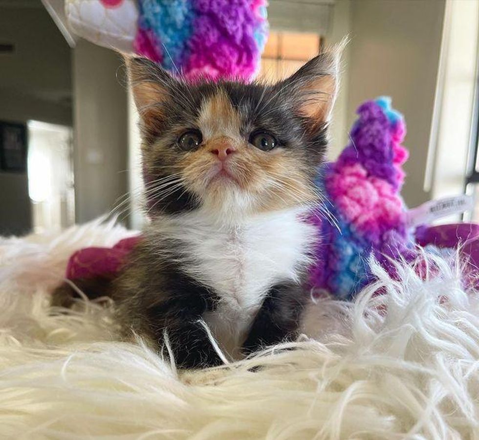 calico kitten tiny