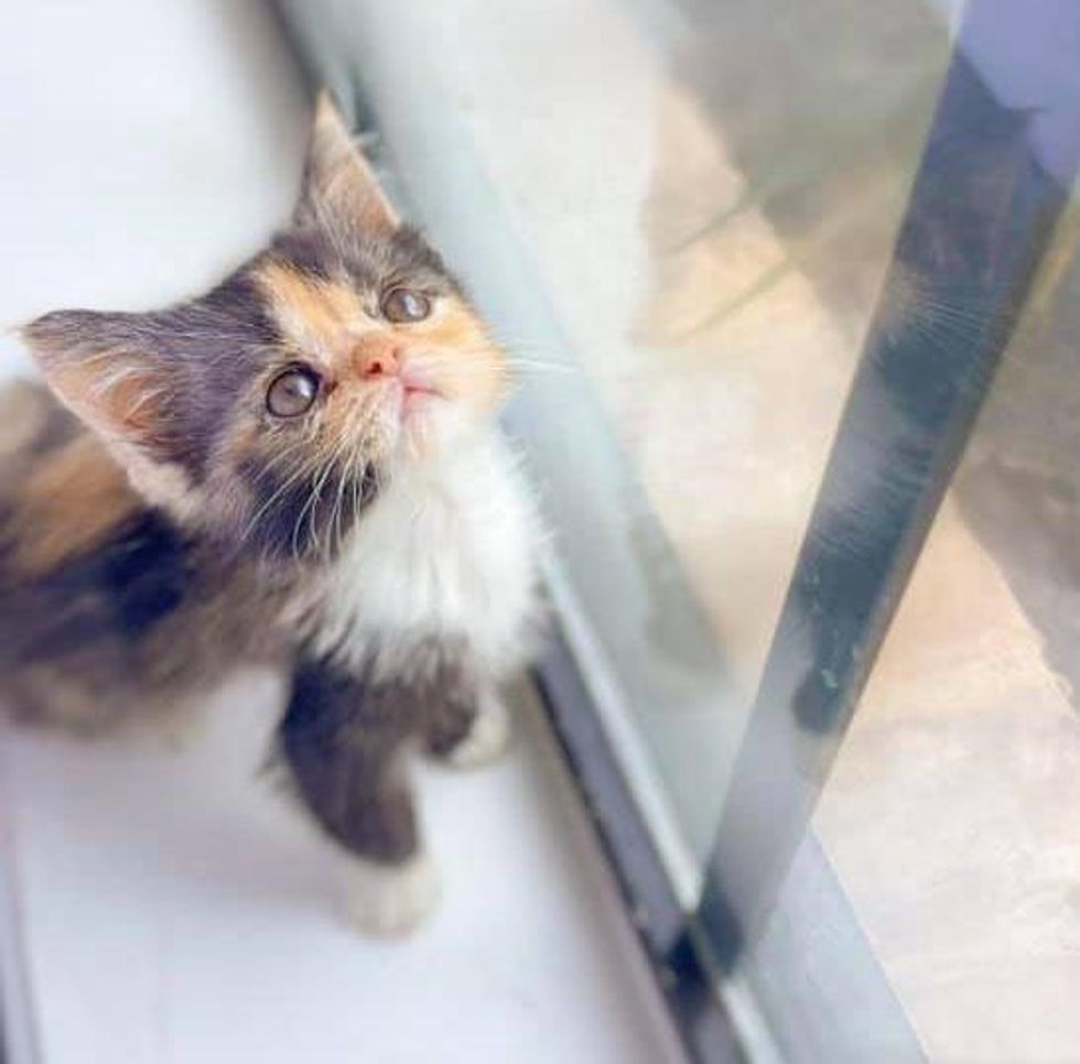 tiny calico kitten