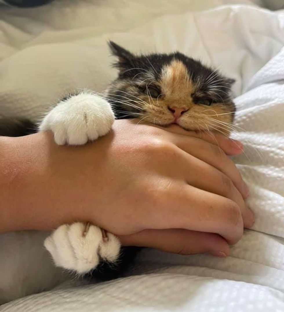 feisty calico kitten