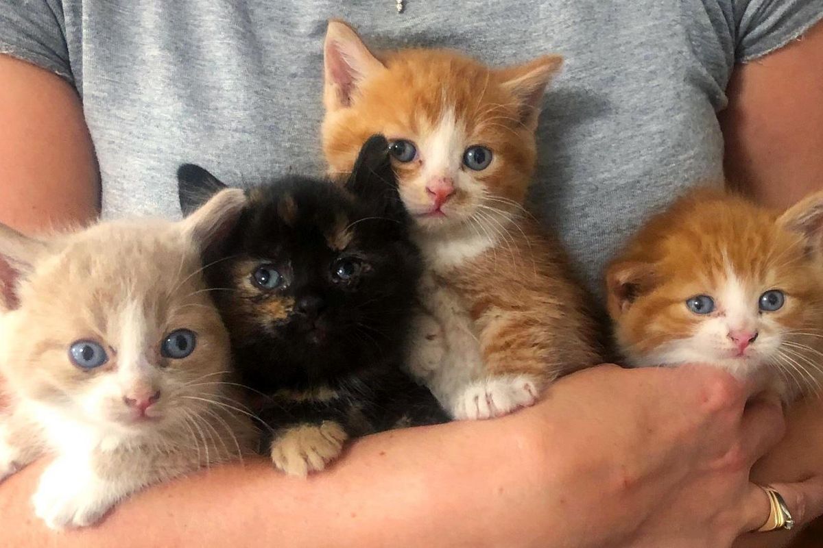 4 Kittens Find Help Before It's Too Late and Won't Leave Each Other's Side the Whole Time