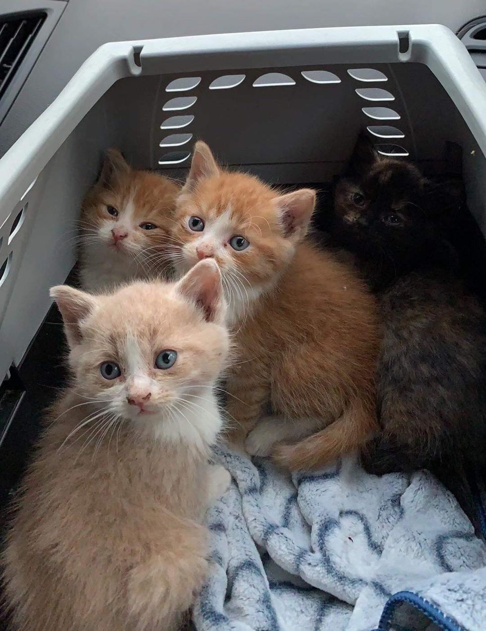 kittens rescue