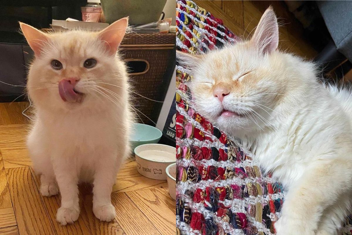 Cat Left Behind in Apartment is so Happy to Be Found and Has His Dream Come True After 5 Months of Waiting