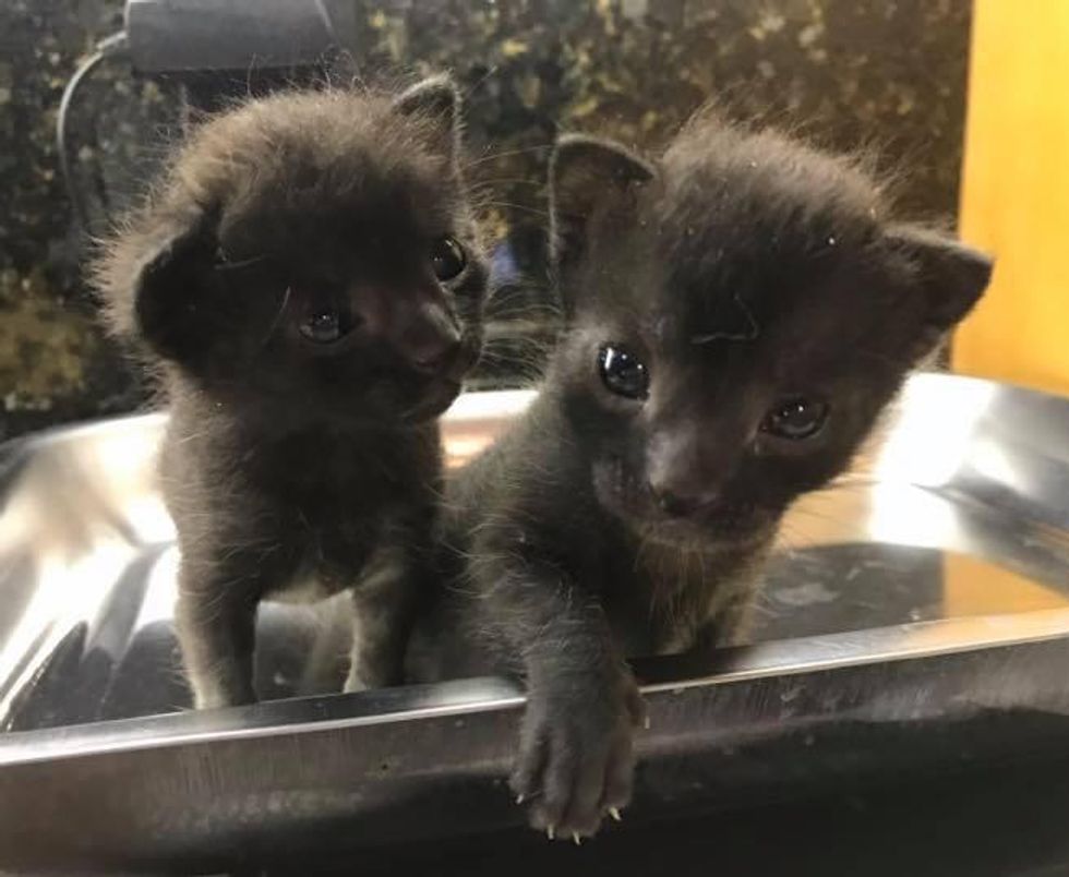 brother and sister kittens