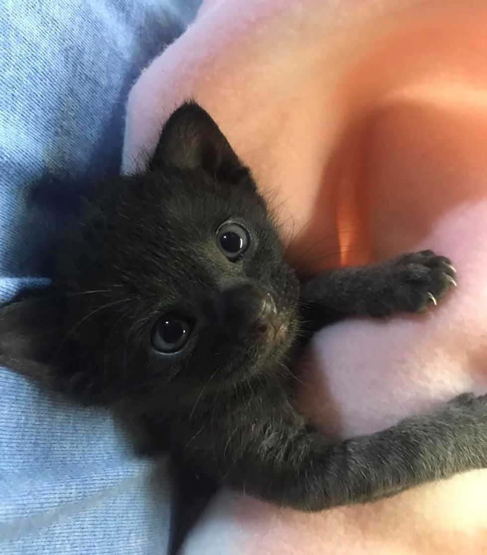 sweet black kitten