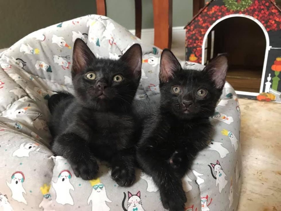 apple and blueberry kittens