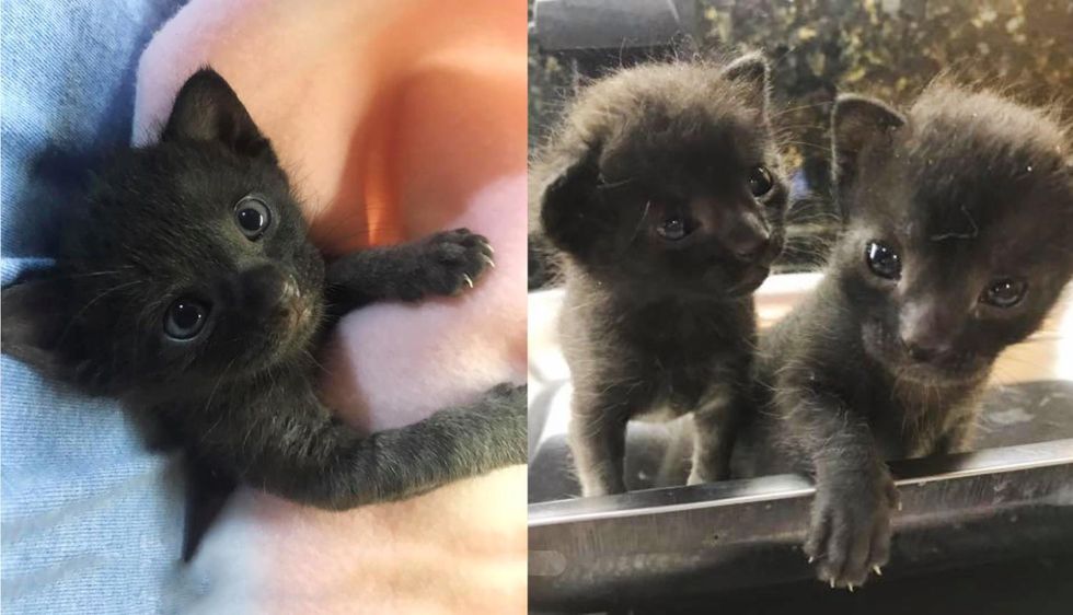 Kittens Turn a Corner as Unbreakable Duo after Being Found Outside a House, and Grow into Gorgeous Cats