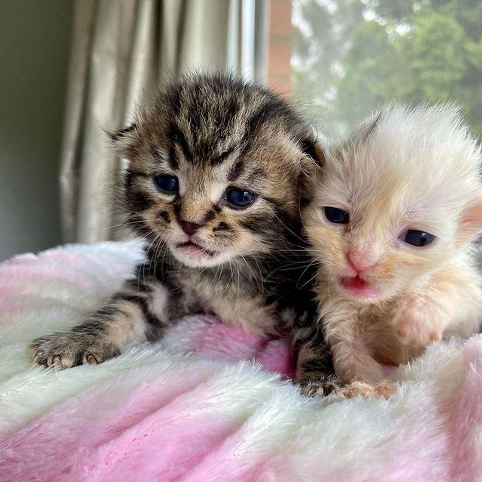 Kitten Looks Out for His Only Brother Everywhere They Go After Being ...