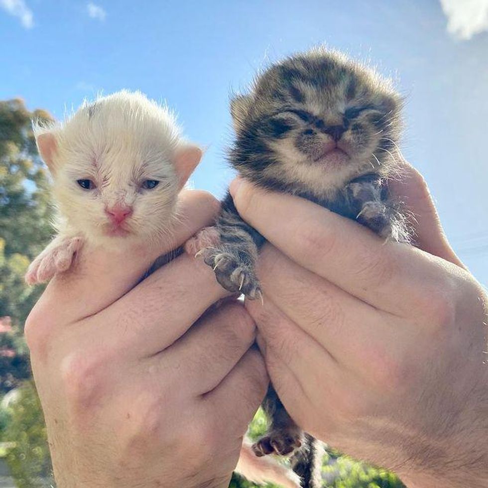 rescued orphan kittens