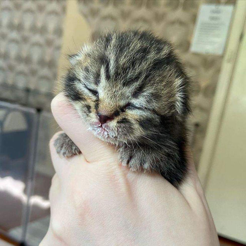 baby kitten tabby