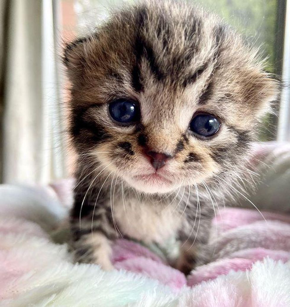 tabby kitten big eyes