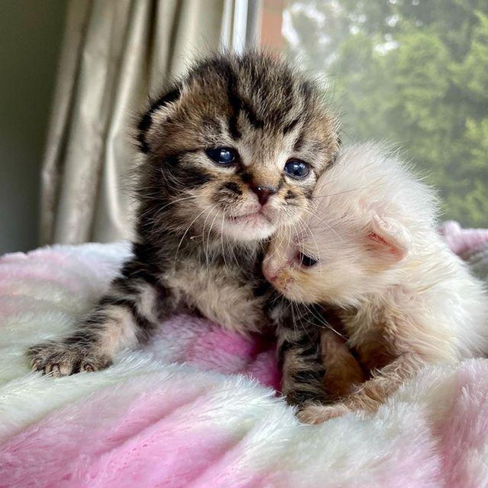 bonded kittens