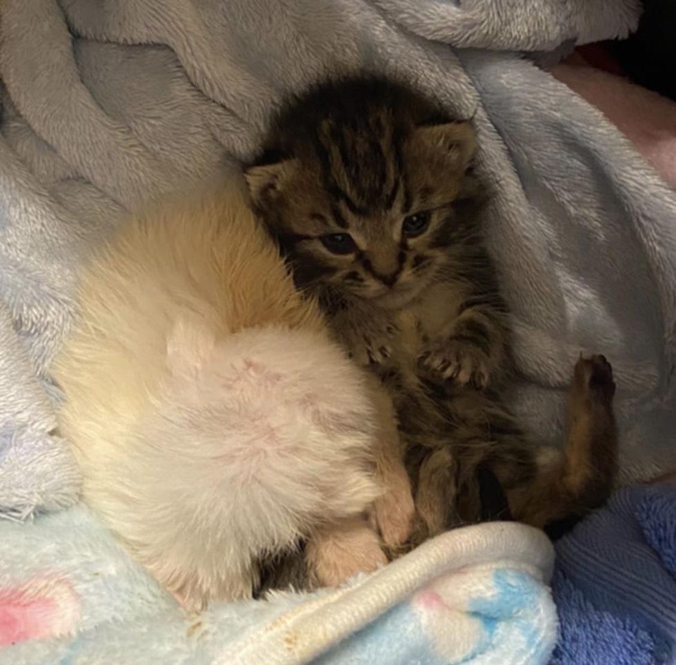 bonded kittens