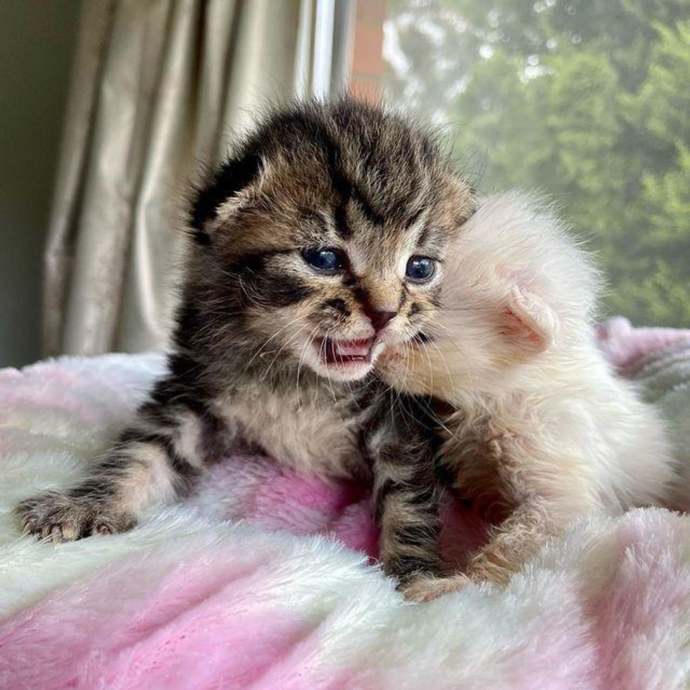 river and rain kittens