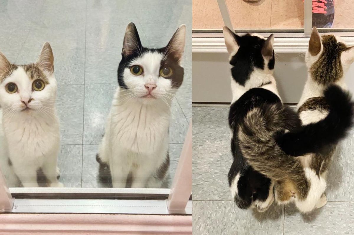 Cats Who Raised 8 Kittens Together, Wait at Glass Door at Shelter Every Day