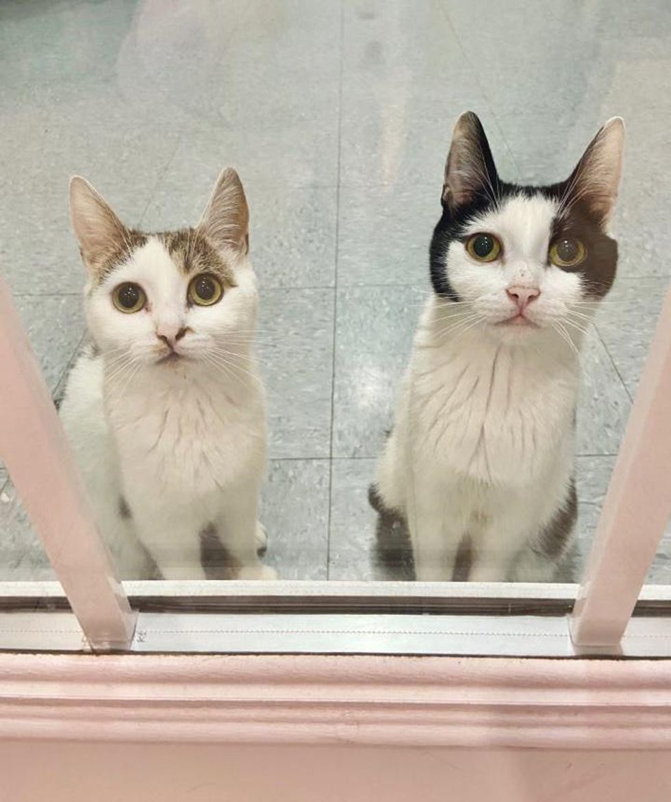 cats waiting at shelter