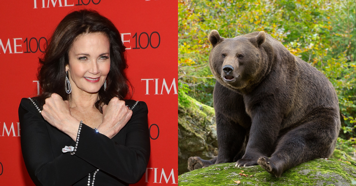Lynda Carter Has Gay Twitter In Stitches After Misunderstanding What 'Fat Bear Week' Actually Was