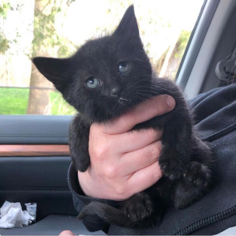 tiny black kitten