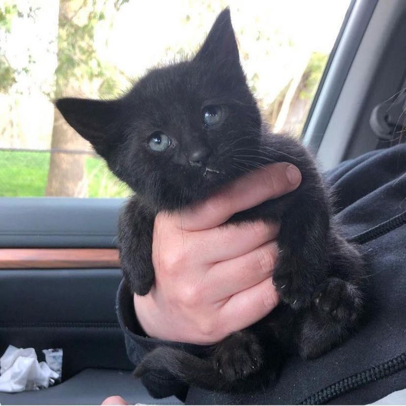 tiny black kitten