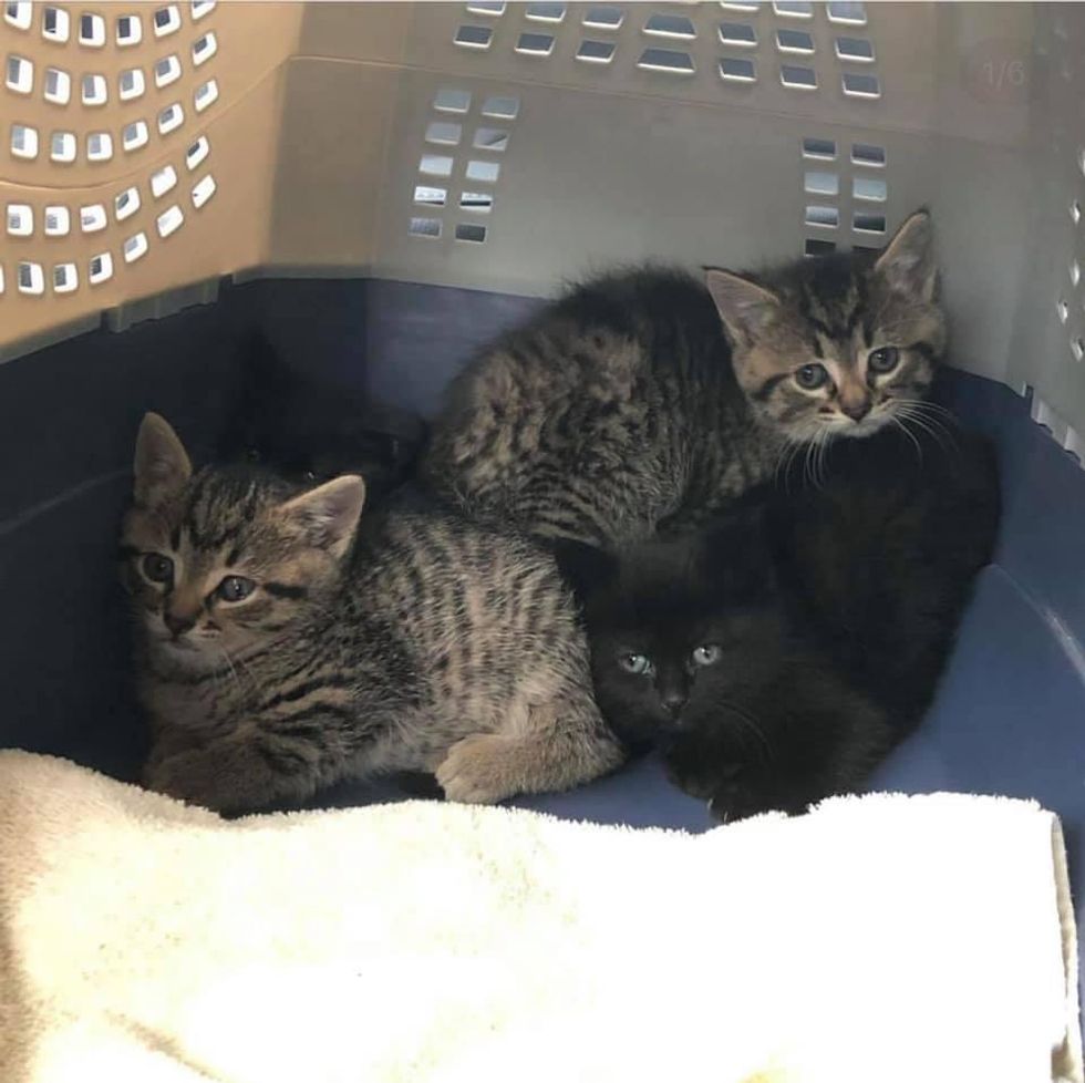 feral kittens rescue