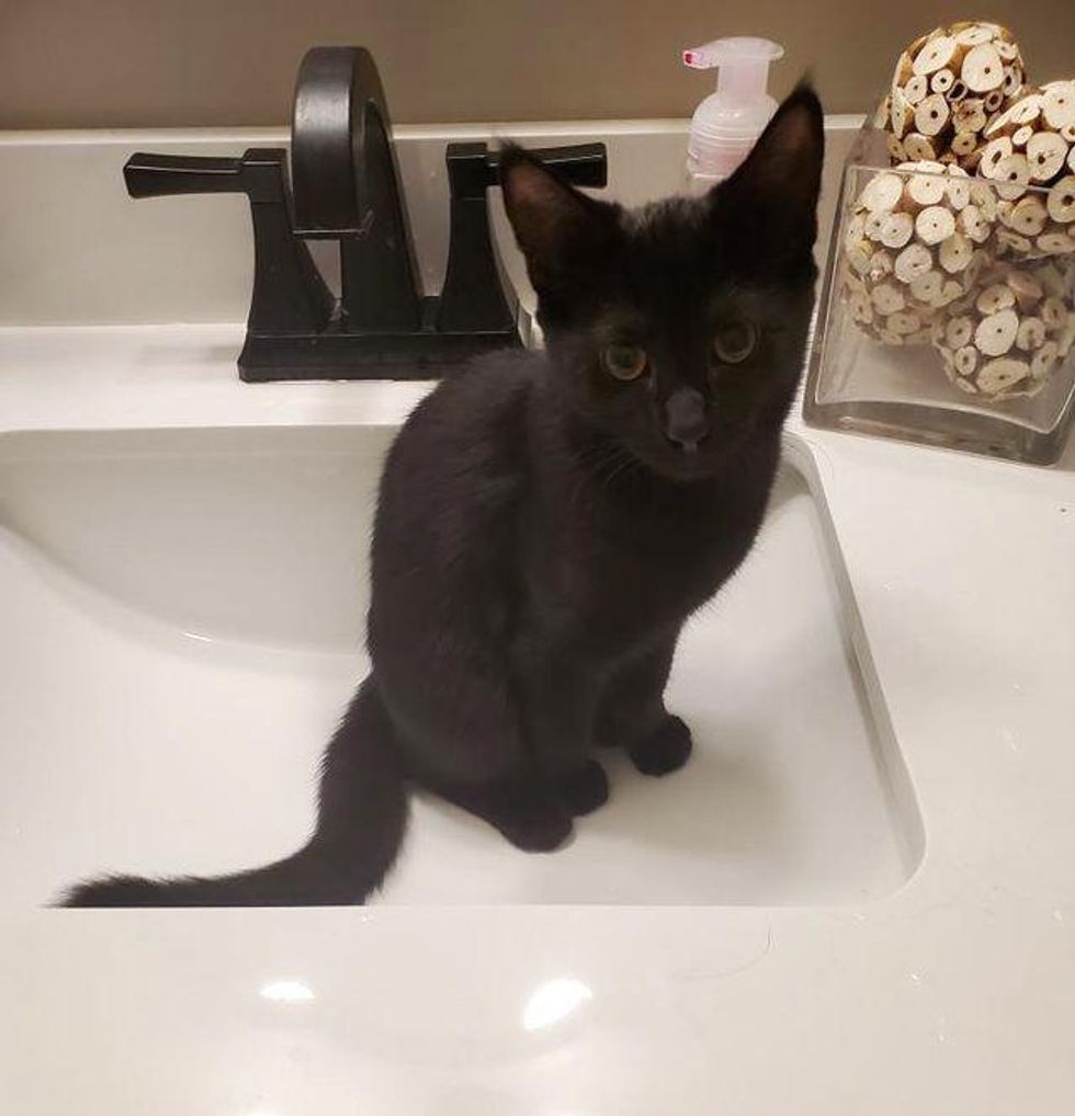 cat in sink