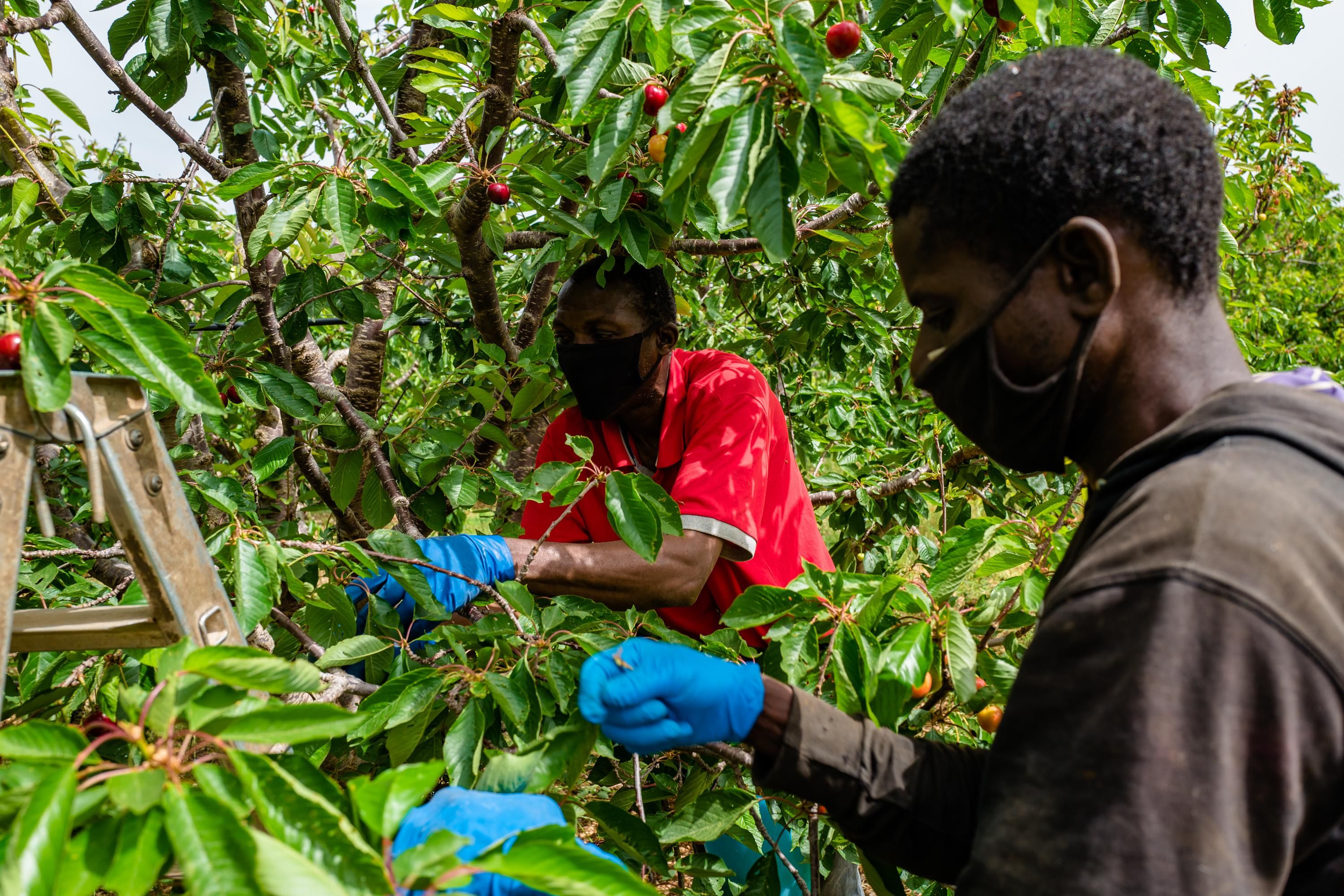 Braccianti stranieri in fuga dal pass. A rischio raccolte e forniture di cibo