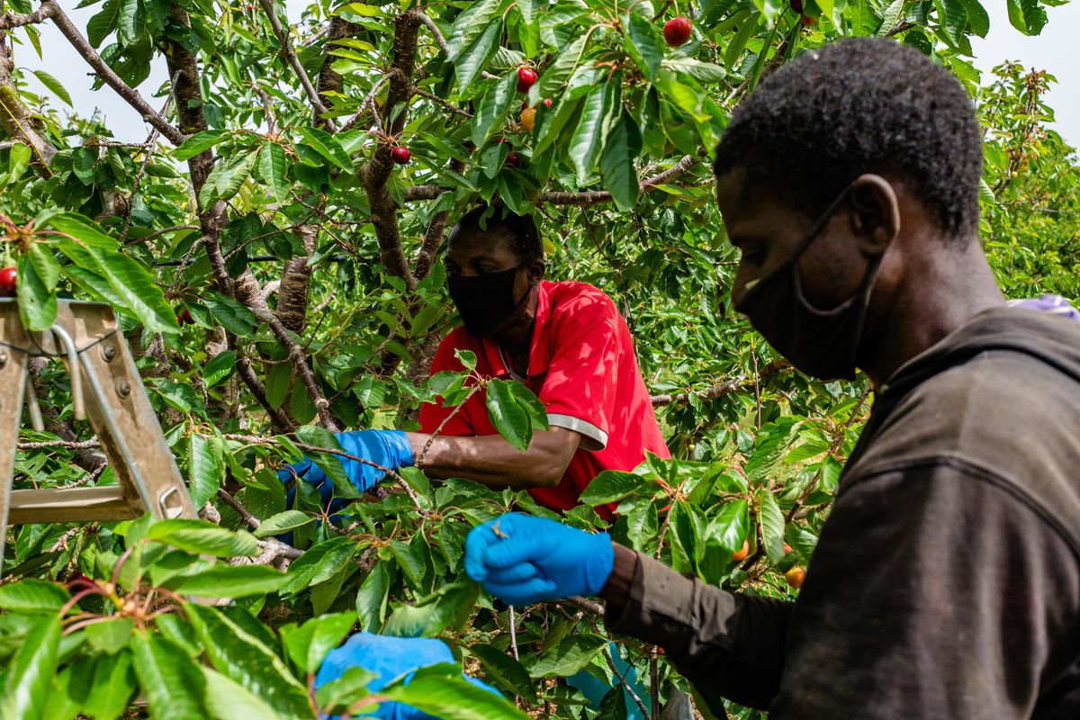 Braccianti stranieri in fuga dal pass. A rischio raccolte e forniture di cibo