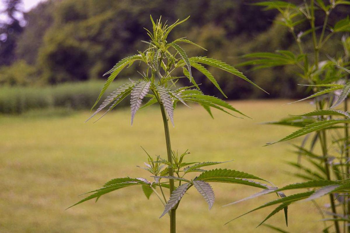 First annual Texas Hemp Harvest Festival coming to Austin this month