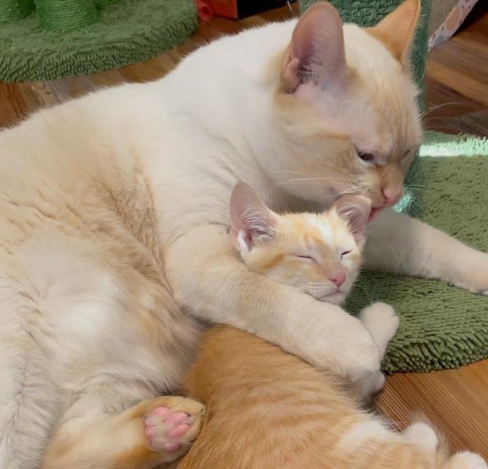 cat cuddles kitten