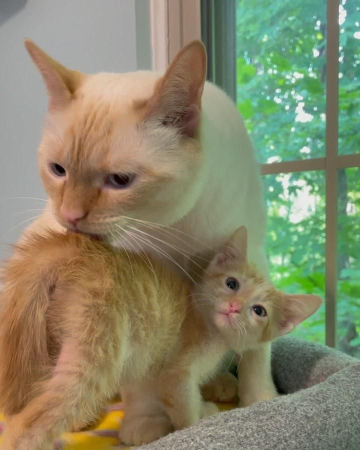 cat and foster kitten