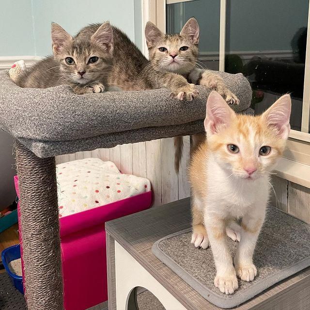 kittens in cat tree