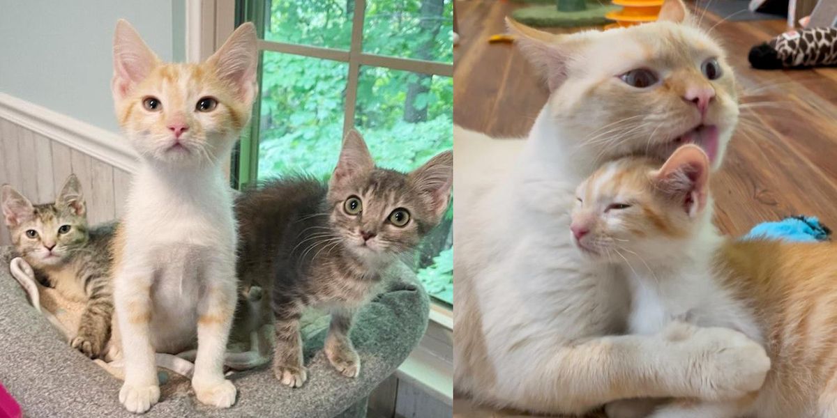 3 Kittens Get Back on Track and Really Transform with the Help of ...