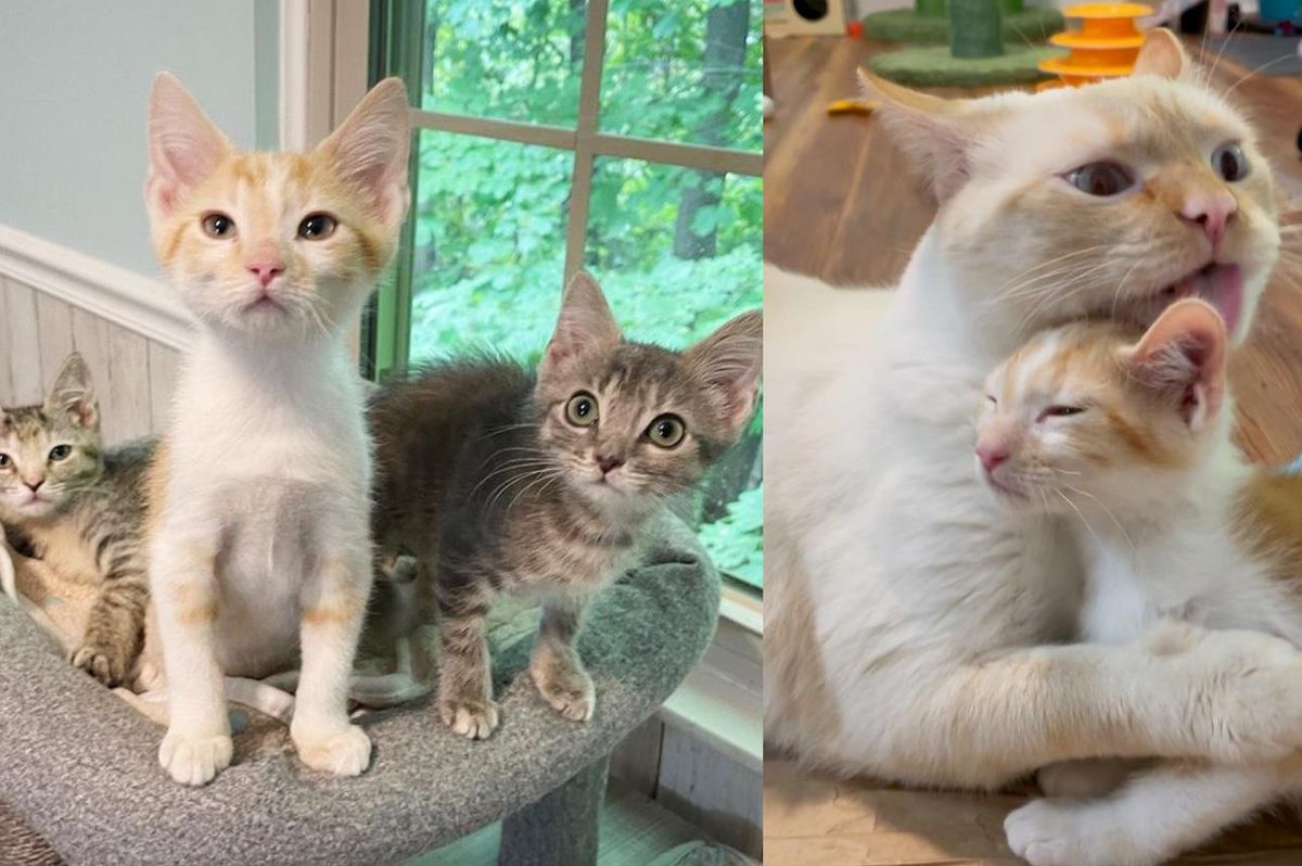 3 Kittens Get Back on Track and Really Transform with the Help of Nurturing Cats