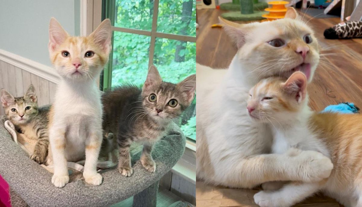 3 Kittens Get Back on Track and Really Transform with the Help of Nurturing Cats