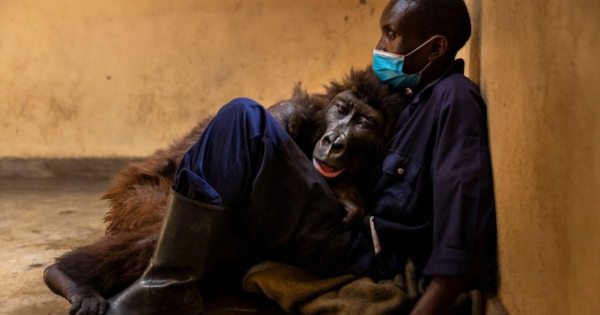 gorilla Ndakasi Virunga Congo