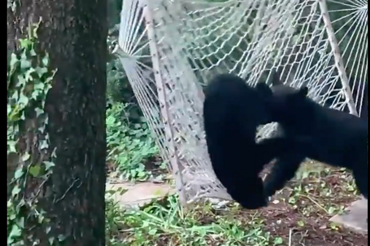 Bear hammock Gatlinburg Tennessee