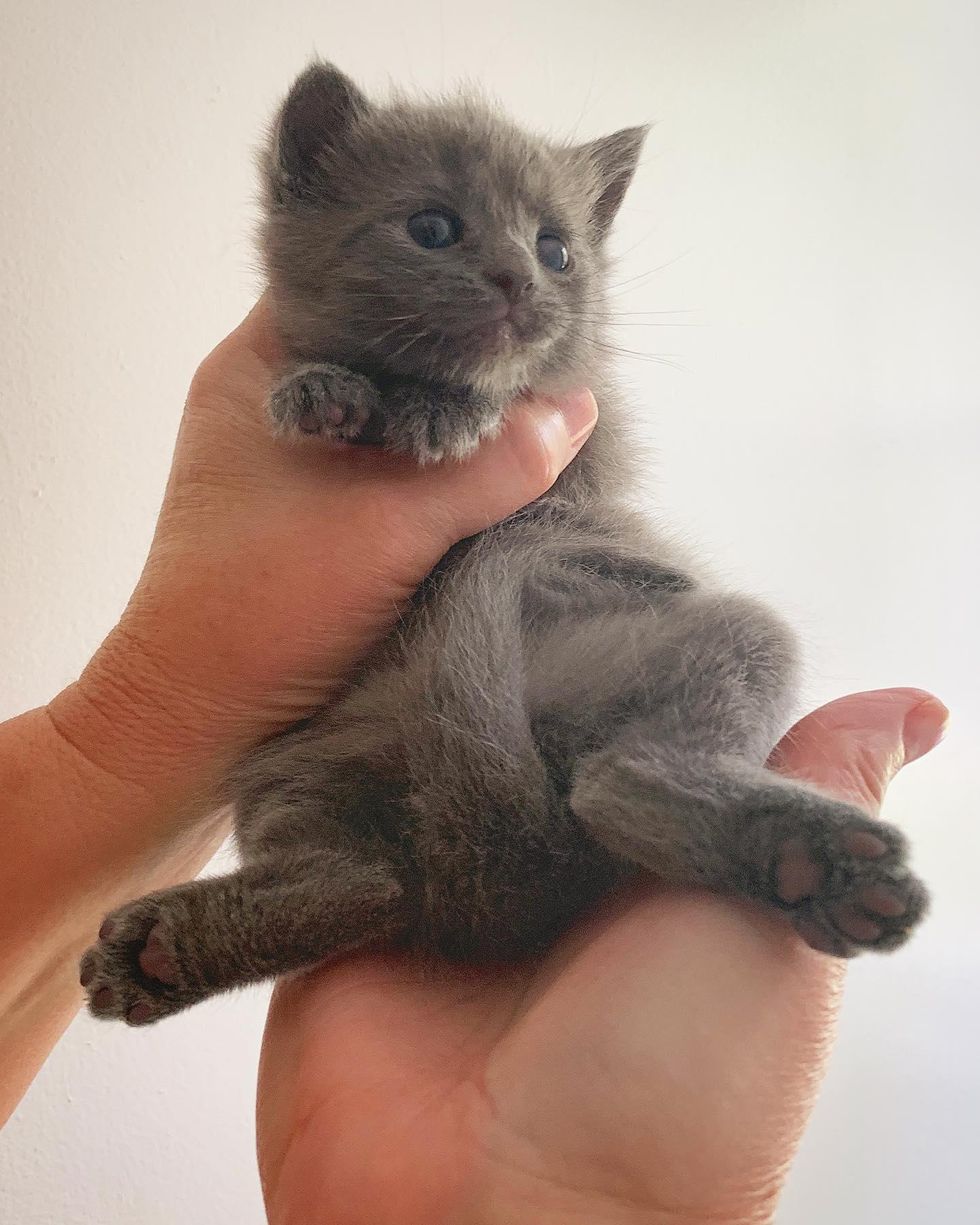 frog legged kitten