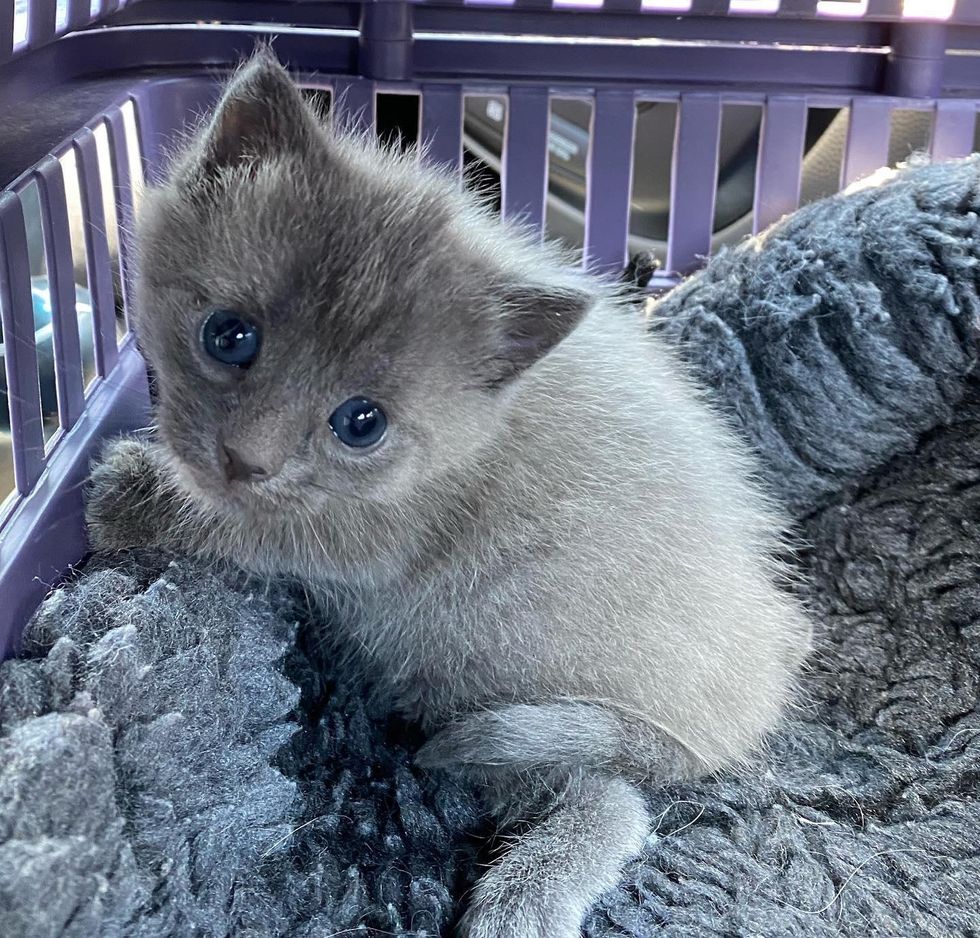 grey kitten