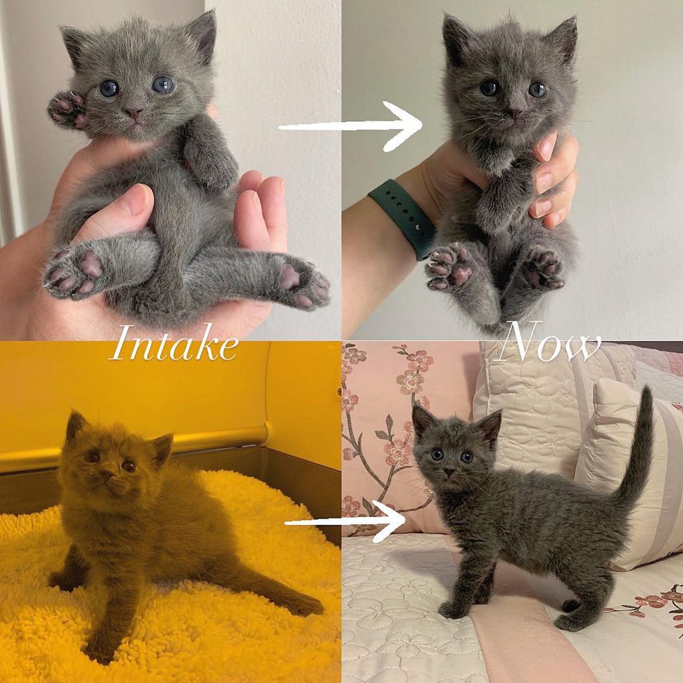 kitten transform legs