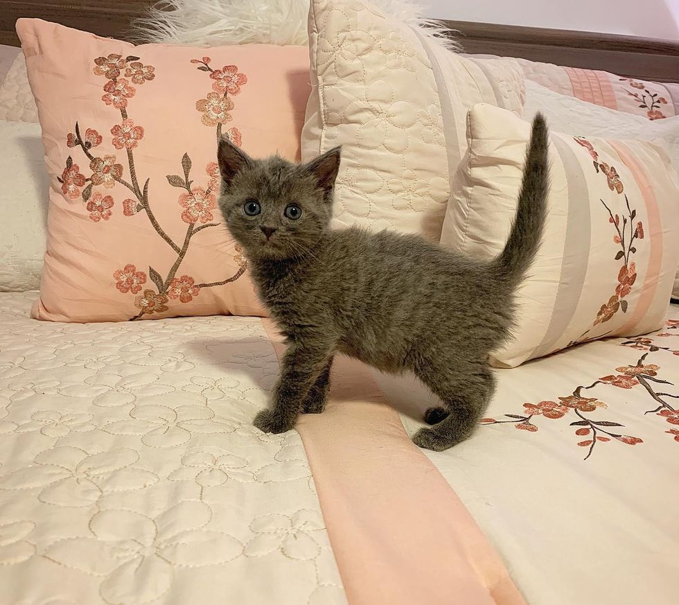 grey kitten