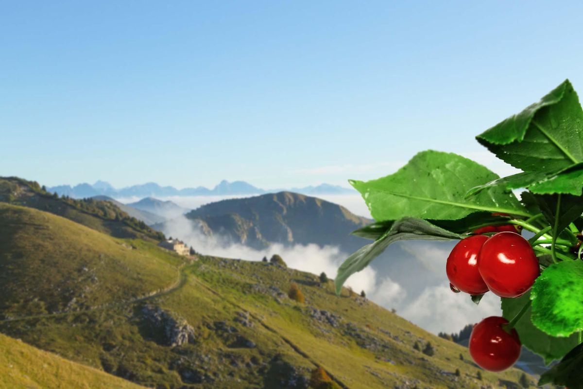 monte grappa veneto prodotti gastronomia cucina