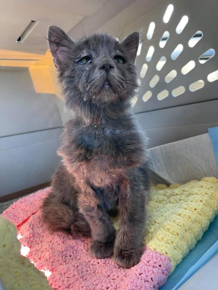 5-month-old kitten has a rare condition and a unique look, and so happy to be adored