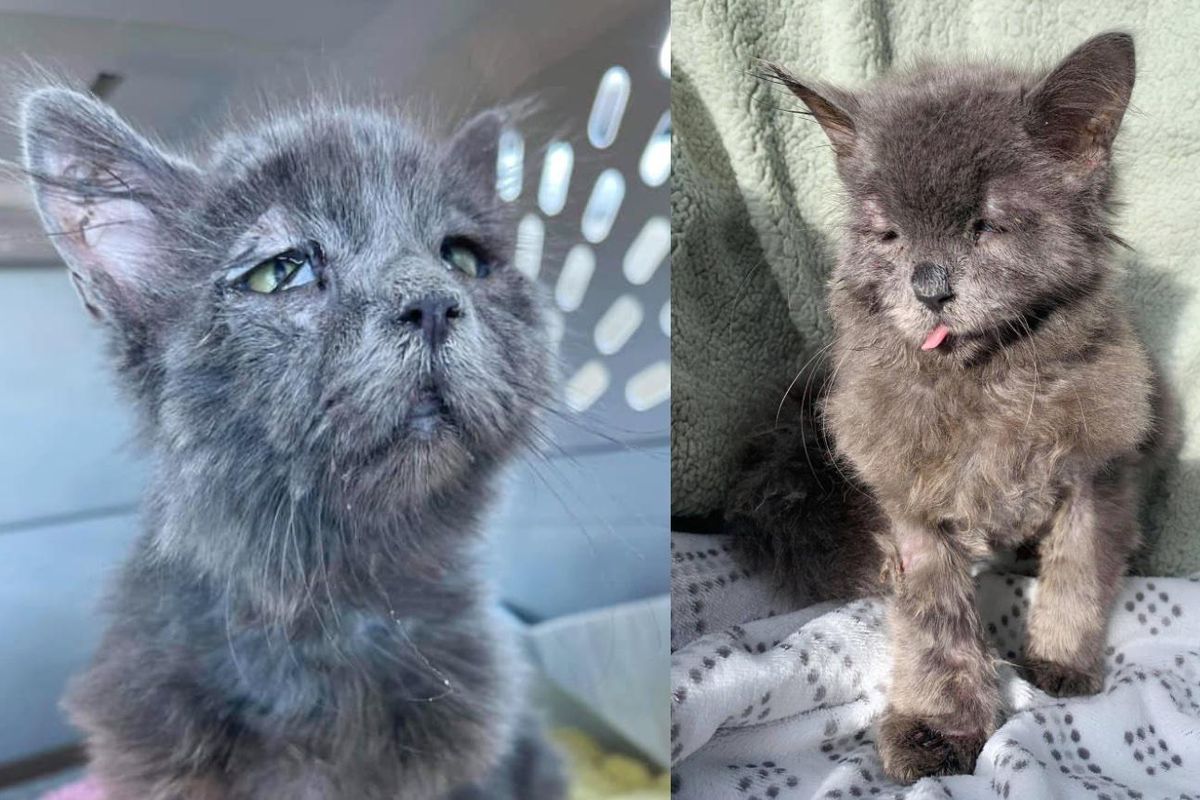 5 Month Old Kitten Has Rare Condition that Gives Him Unique Look, and So Happy to Be Adored