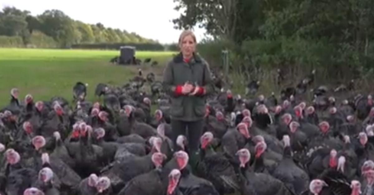 CNN Reporter's Attempt At Filming In The Middle Of A Group Of Turkeys Goes Hilariously Awry